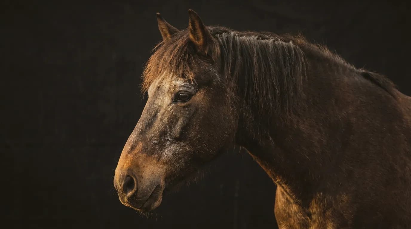 Beitragsbild: Das alte Pferd — Management für gute Jahre