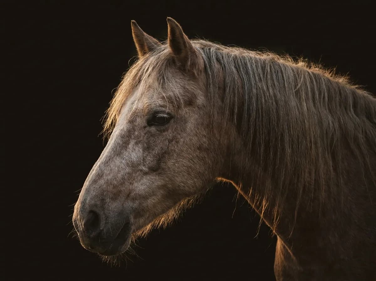 Motiv zur Kategorie Senior Horse Health™