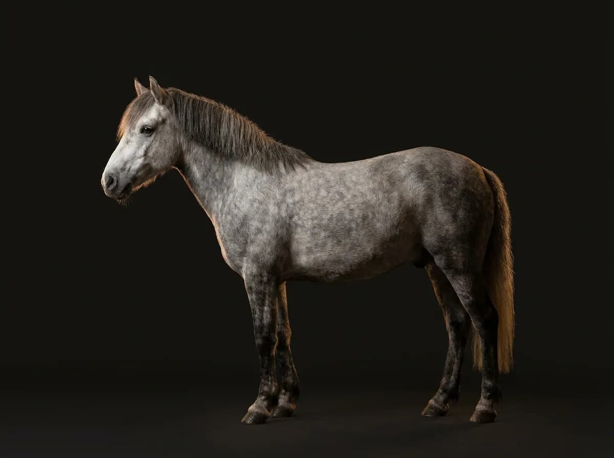 Connemara Pony im Profil vor dunklem Grund