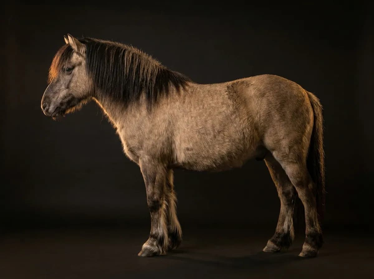 Highland Pony im Profil vor dunklem Grund