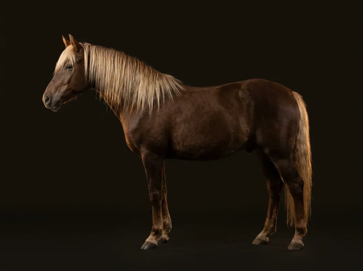 Rocky Mountain Horse im Profil vor dunklem Grund