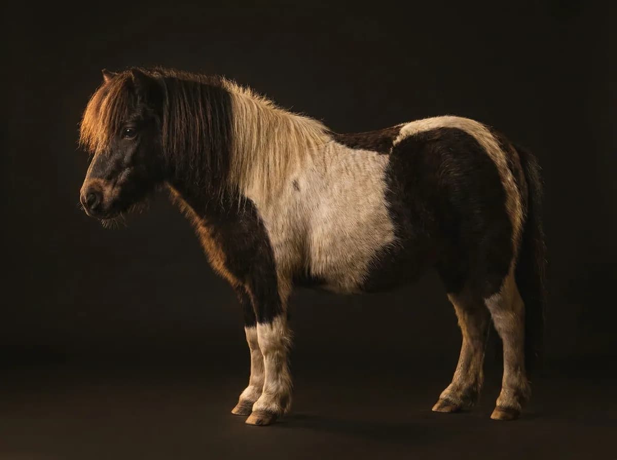 Shetlandpony im Profil vor dunklem Grund